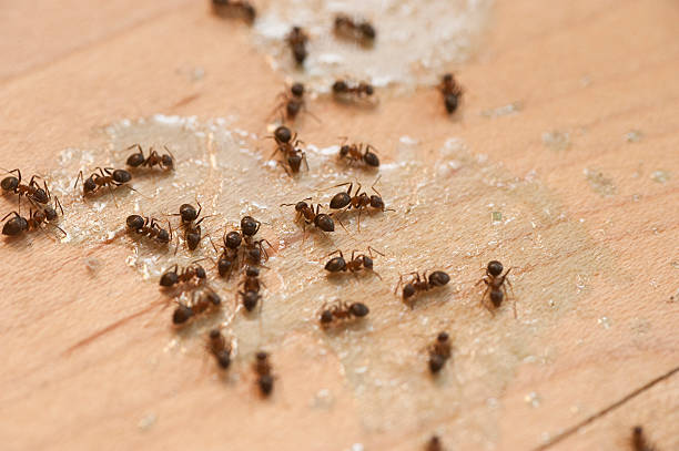 Best Spider Control Near Me  in Natchitoches, LA