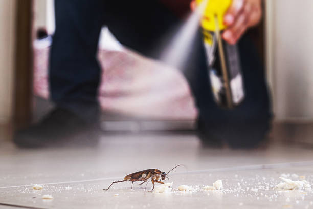 Reliable Natchitoches, LA Pest Control Solutions